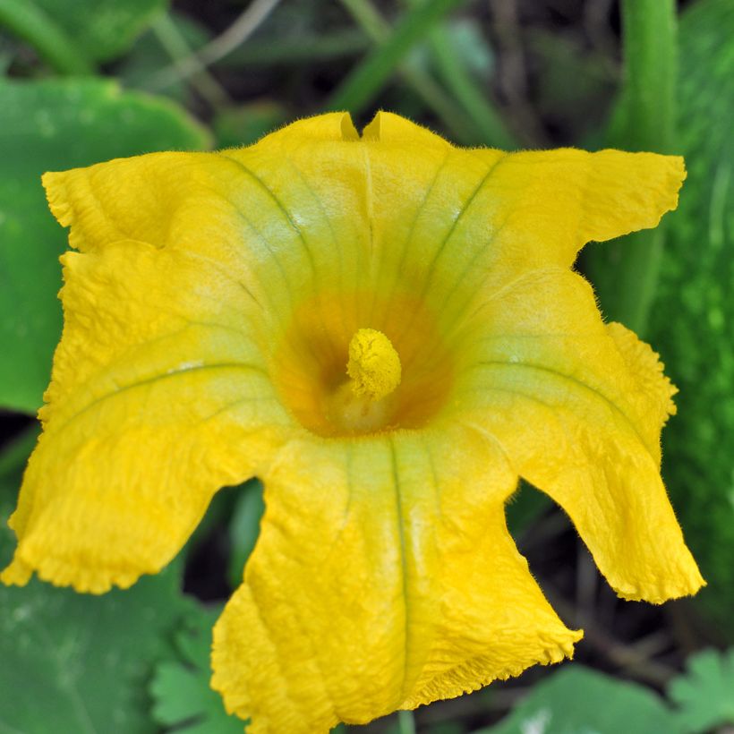 Chilacayote - Cucurbita ficifolia (Floración)