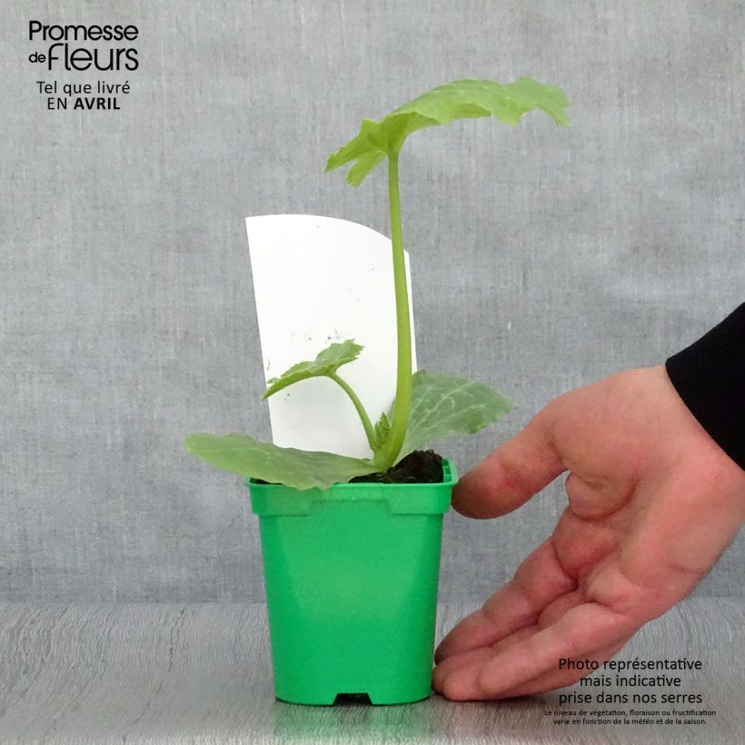 Calabacín Astia F1 (plantas) Maceta de 10 cm/11 cm Ejemplar entregado en la primavera