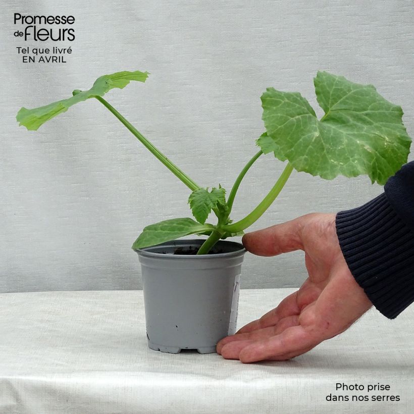 Calabacín Easy Pick Green F1 Maceta de 10 cm/11 cm Ejemplar entregado en la primavera