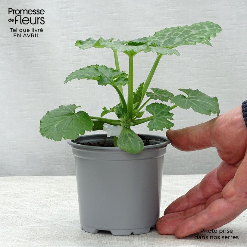 Calabacín Kimber F1 Maceta de 10 cm/11 cm Ejemplar entregado en la primavera