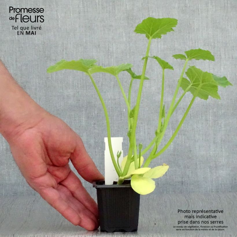 Calabacín Tarmino F1 Maceta de 7/8 cm Ejemplar entregado en la primavera