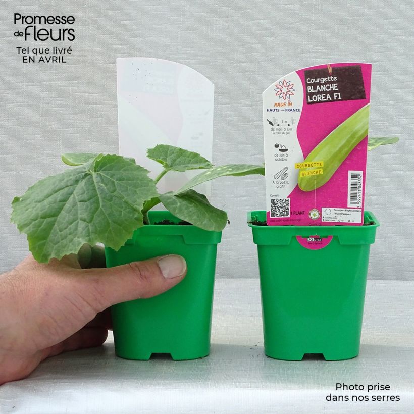 Calabacín Lorea F1 Maceta de 10 cm/11 cm Ejemplar entregado en la primavera