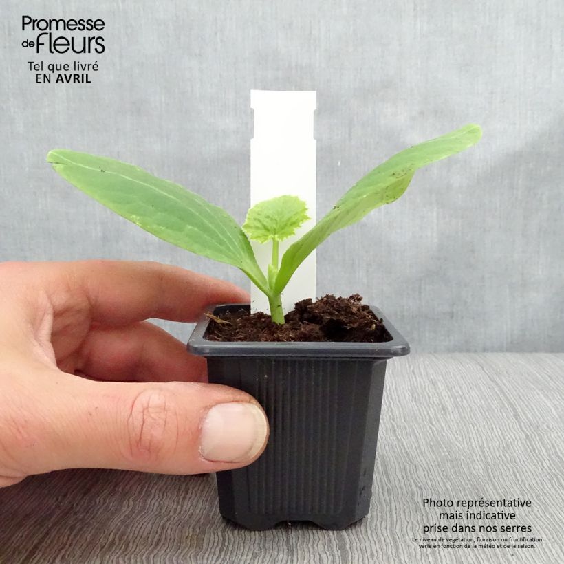 Calabacín Orelia F1 (plantas) Maceta de 7/8 cm Ejemplar entregado en la primavera