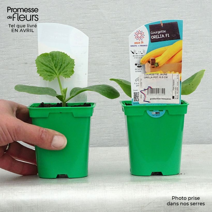 Calabacín Orelia F1 (plantas) Maceta de 10 cm/11 cm Ejemplar entregado en la primavera