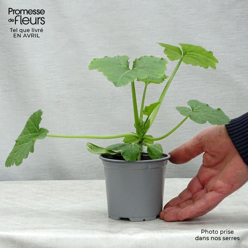 Calabacín Sebring F1 Maceta de 10 cm/11 cm Ejemplar entregado en la primavera
