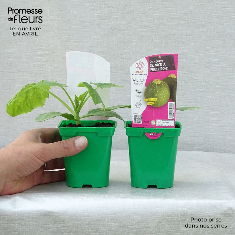 Calabacín de Nice à fruit rond (plantas) Maceta de 10 cm/11 cm Ejemplar entregado en la primavera