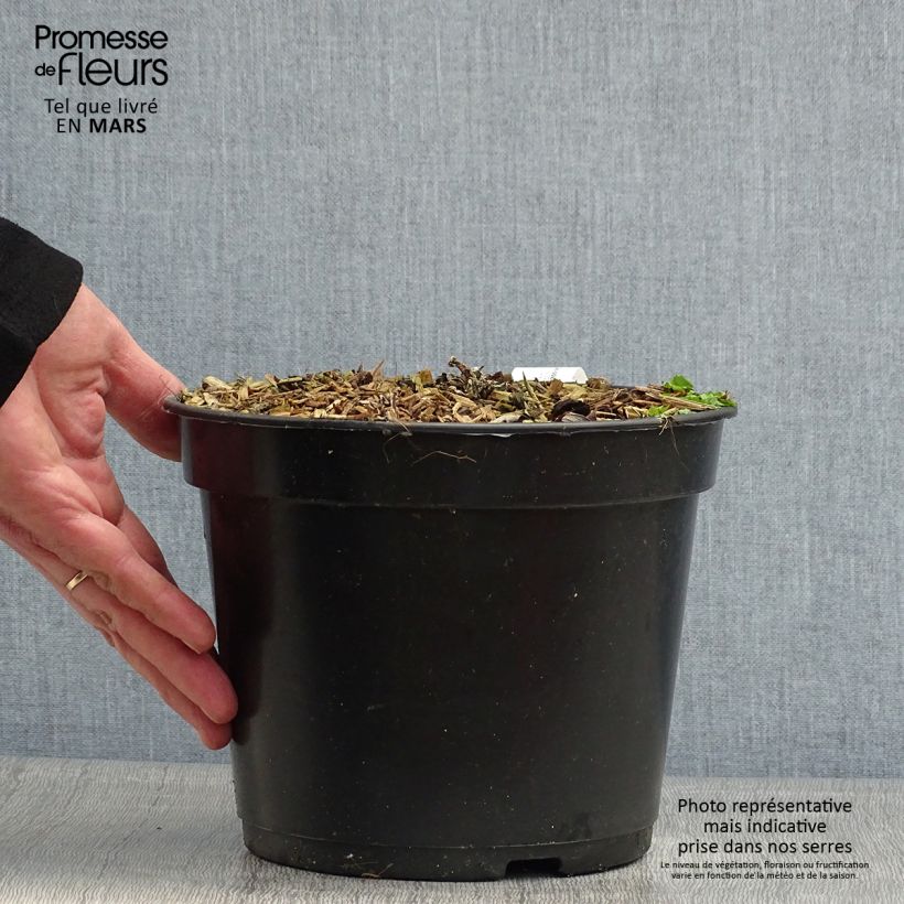 Crassula arborescens Curly Grey Pot de 3L/4L Ejemplar entregado en la primavera
