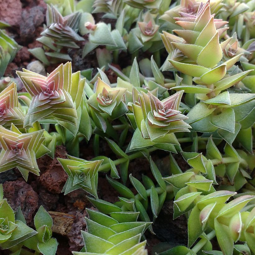 Crassula capitella (Follaje)