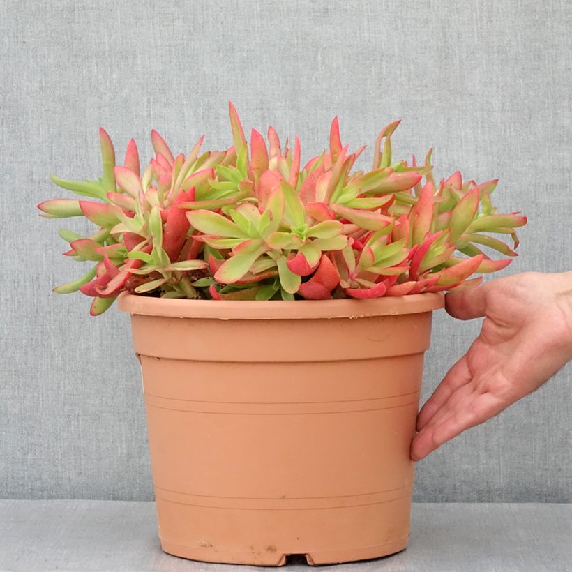 Crassula capitella - Pot de 7,5L/10L Ejemplar entregado en la primavera
