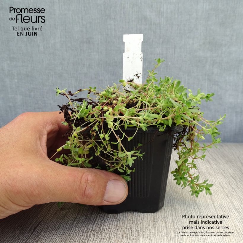 Ejemplar de Crassula exilis subsp. sedifolia Maceta de 8/9 cm entregado en verano