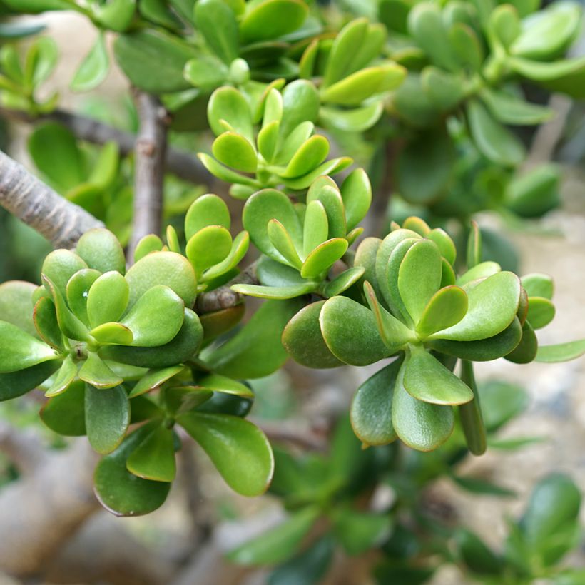 Planta de jade - Crassula ovata (Follaje)