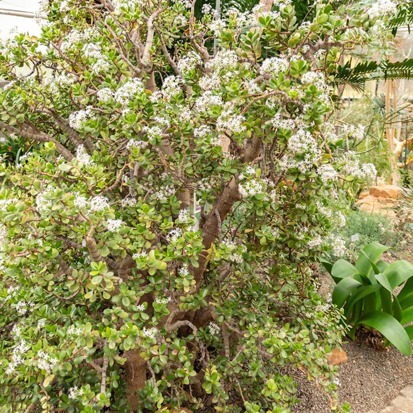 Planta de jade - Crassula ovata (Porte)