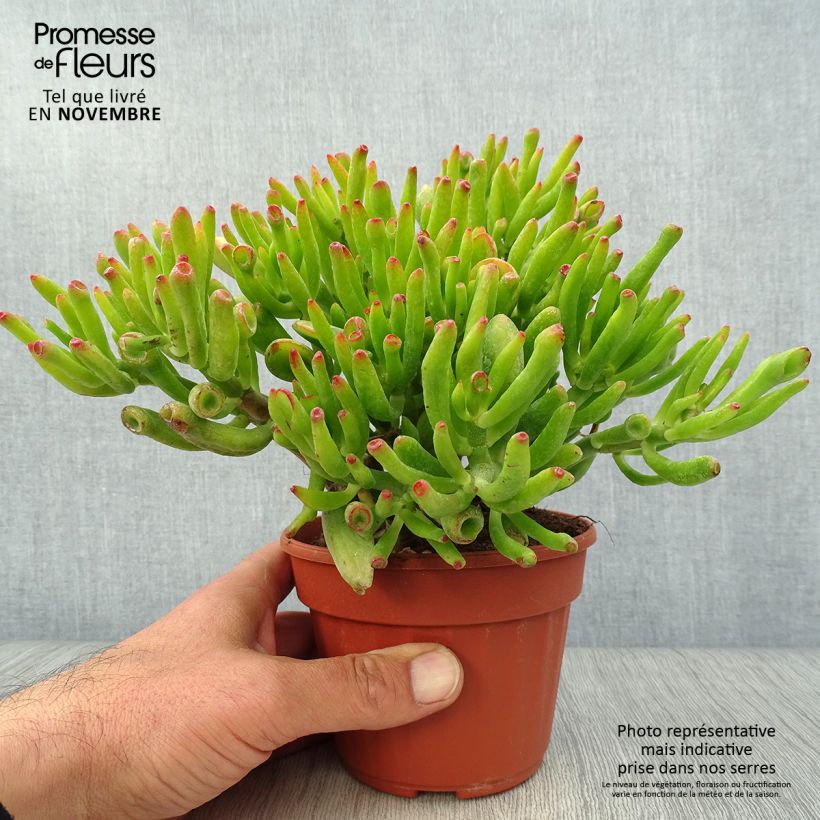 Ejemplar de Crassula ovata Hobbit Maceta de 12 cm / 13 cm entregado en otoño