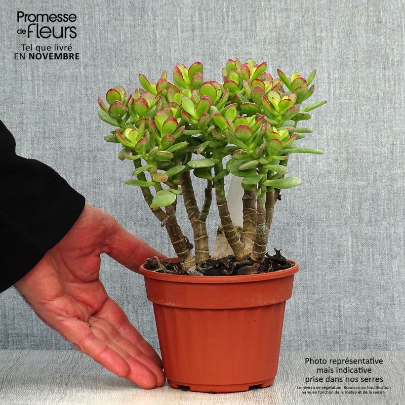 Ejemplar de Crassula ovata Minor Maceta 1,5L/2L entregado en otoño