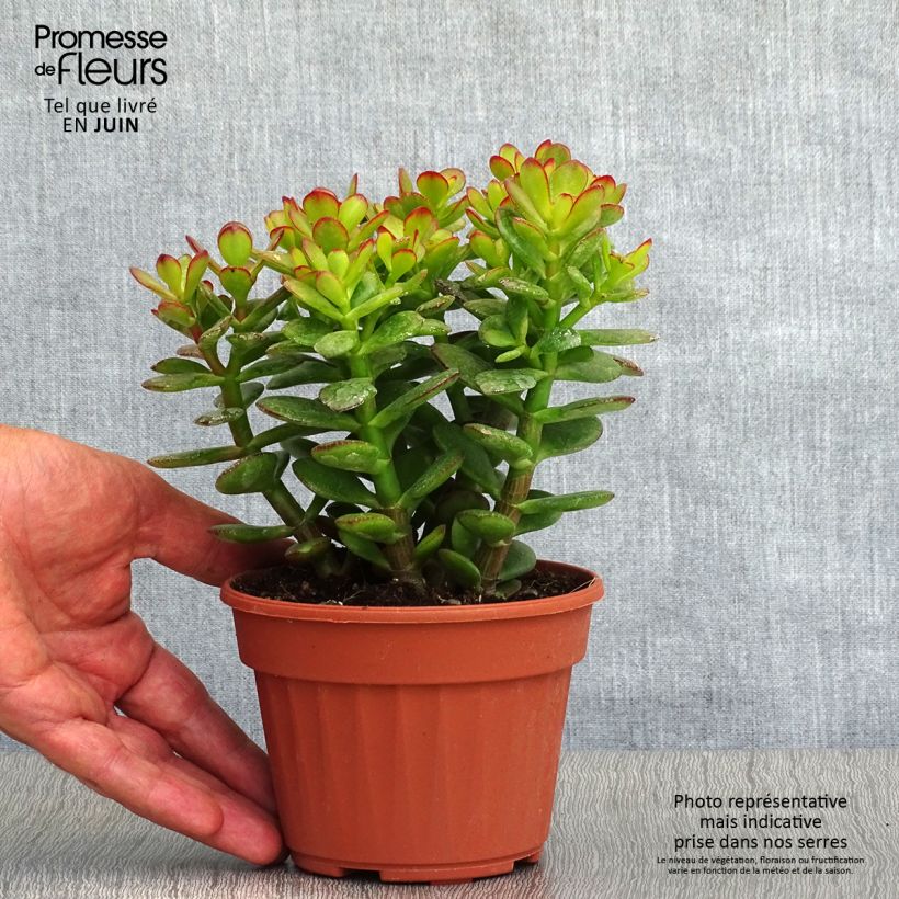Ejemplar de Crassula ovata Minor Pot de 13 cm entregado en verano