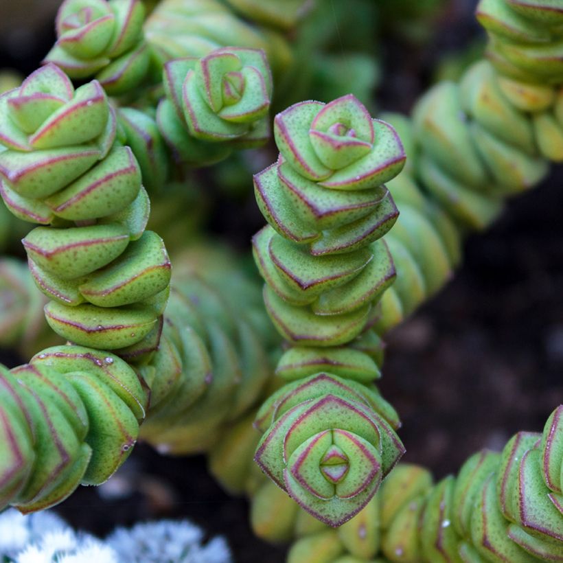 Crassula perforata (Follaje)