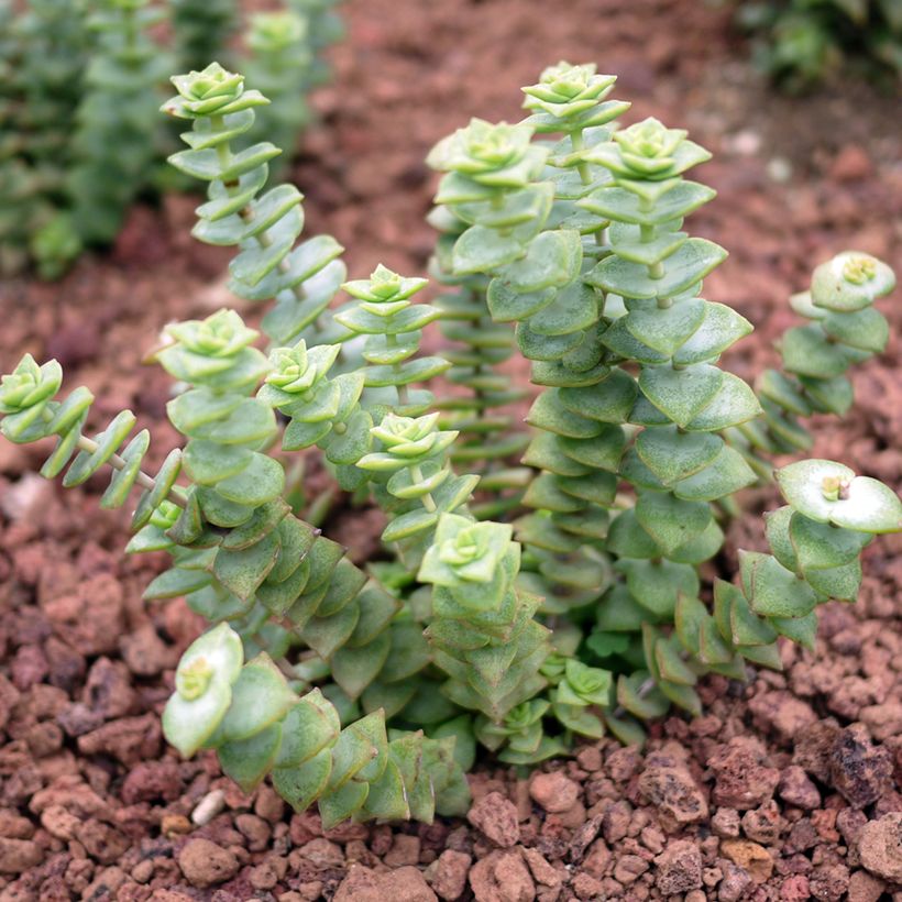 Crassula perforata (Porte)
