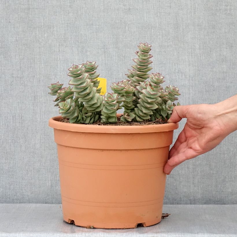 Crassula perforata - Pot de 7,5L/10L Ejemplar entregado en la primavera