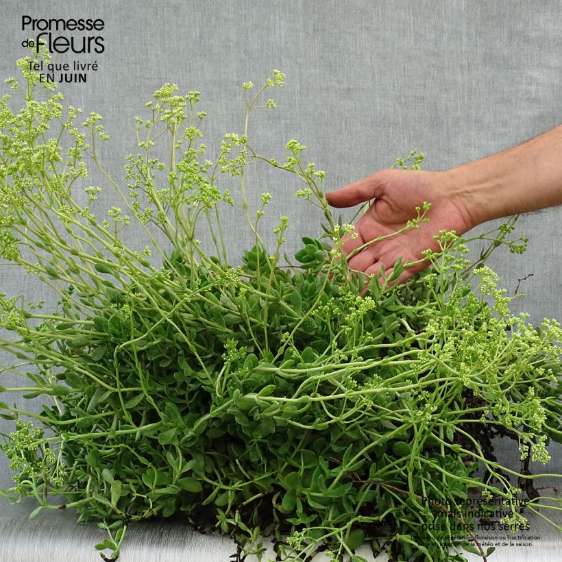 Ejemplar de Crassula pubescens subsp. radicans Small Red Maceta 2L/3L entregado en verano