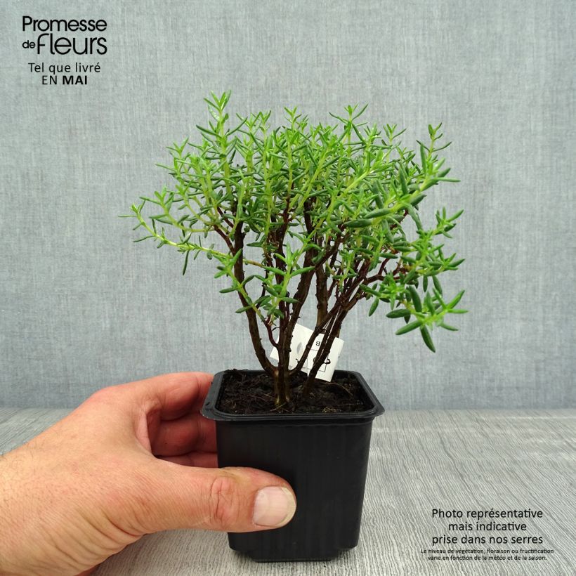 Crassula sarcocaulis Maceta de 8/9 cm Ejemplar entregado en la primavera