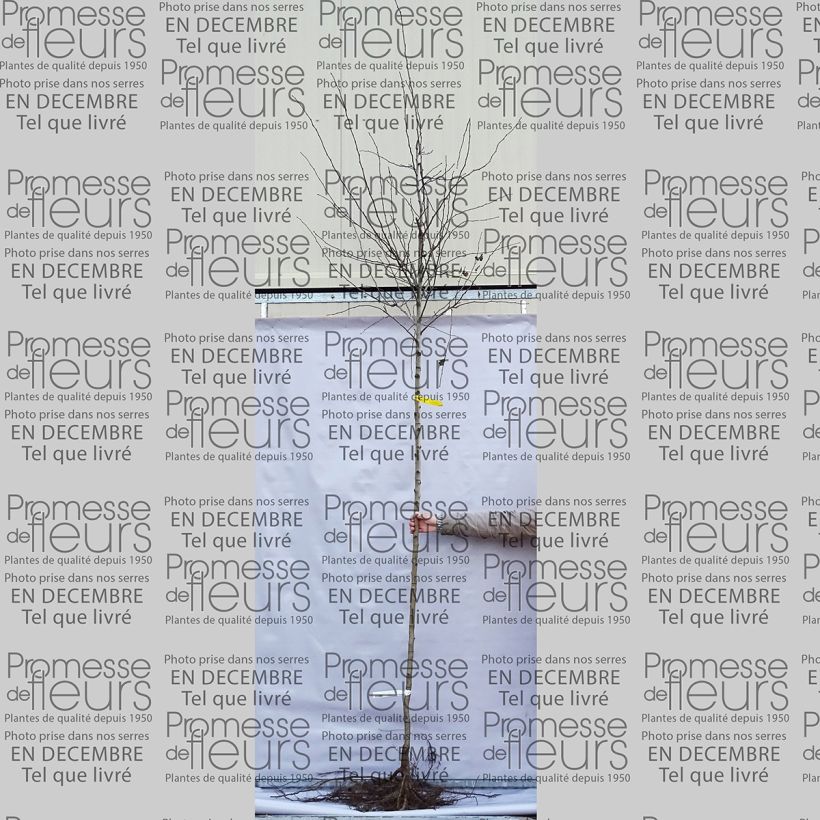 Ejemplo de ejemplar de Espino blanco - Crataegus laevigata Paul's Scarlet Raíces desnudasAltura de entrega aprox. 300+cm tal y como se entrega