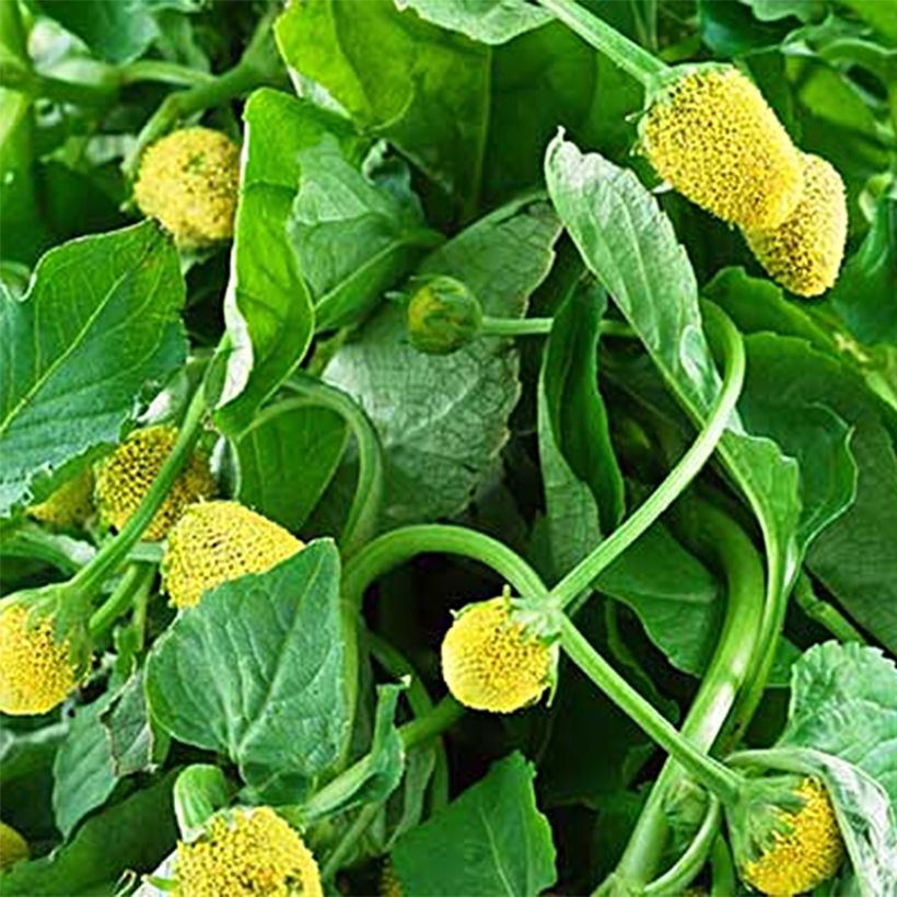 Jambú - Spilanthes oleracea (Cosecha)