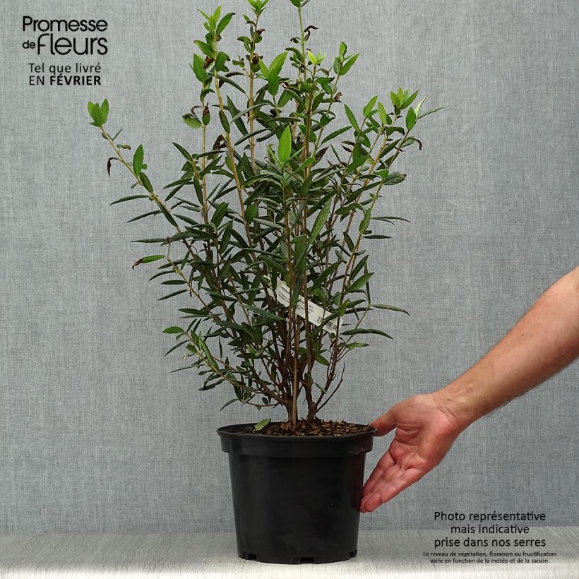 Ejemplar de Crinodendron hookerianum - Polizonte Maceta 4L/5L entregado en otoño