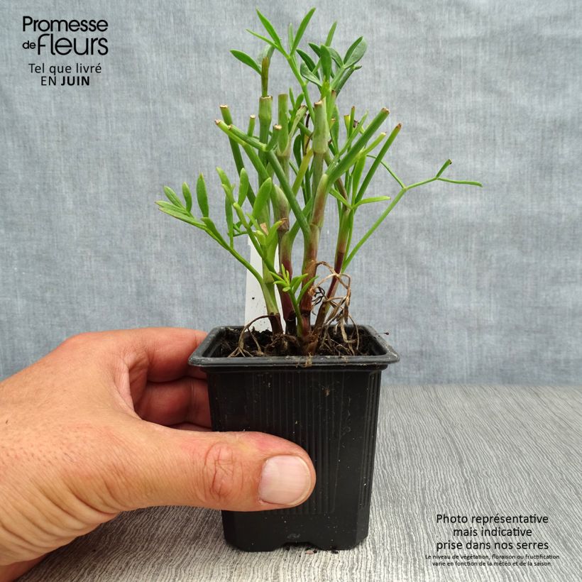 Ejemplar de Hinojo marino - Crithmum maritimum Maceta de 8/9 cm entregado en verano