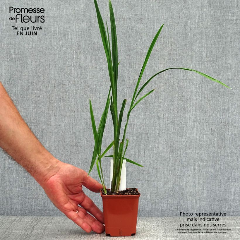 Ejemplar de Crocosmia Hellfire - Montbretia Godet de 8/9 cm entregado en verano
