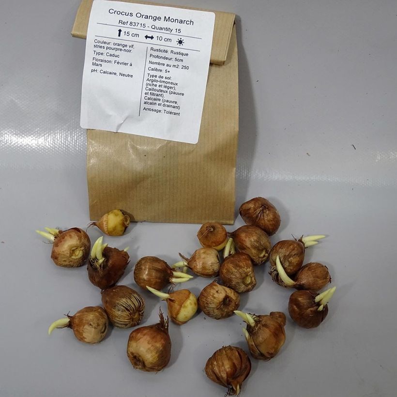 Ejemplo de ejemplar de Crocus olivieri subsp. balansae Orange Monarch Bulbo calibre 5+ tal y como se entrega