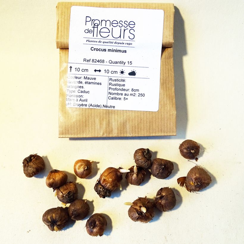 Ejemplo de ejemplar de Crocus minimus Bulbo calibre 5+ tal y como se entrega