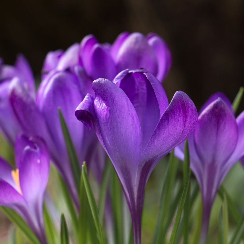 Crocus tommasinianus Blue Ocean - Croco (Floración)