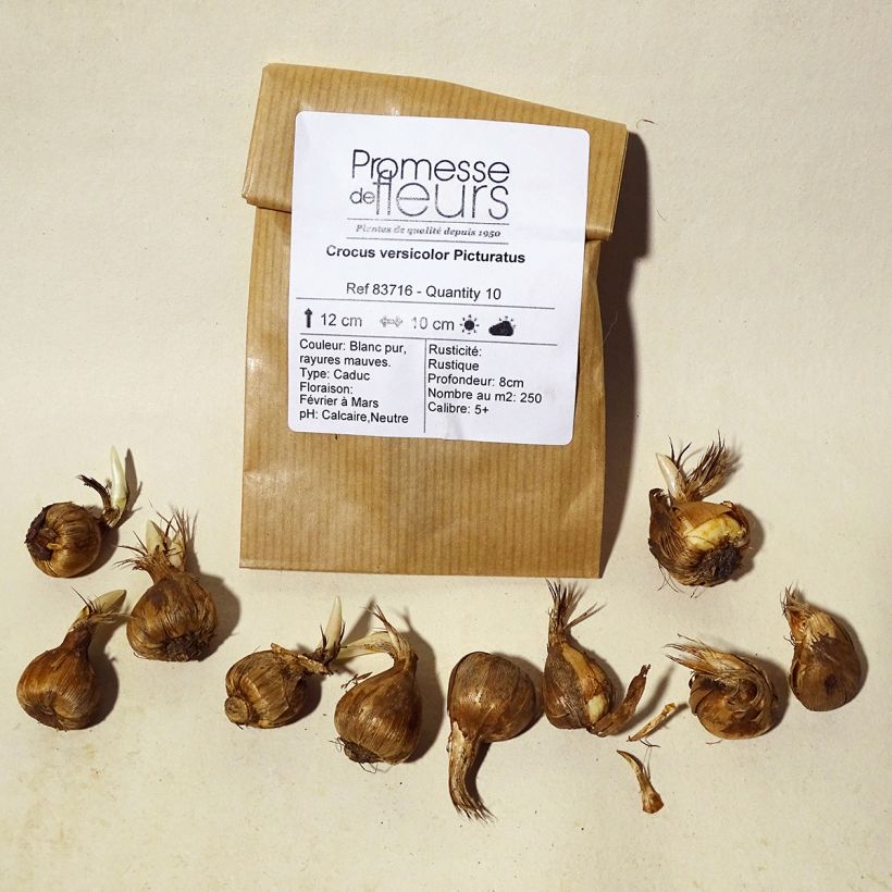 Ejemplo de ejemplar de Crocus versicolor Picturatus Bulbe tal y como se entrega