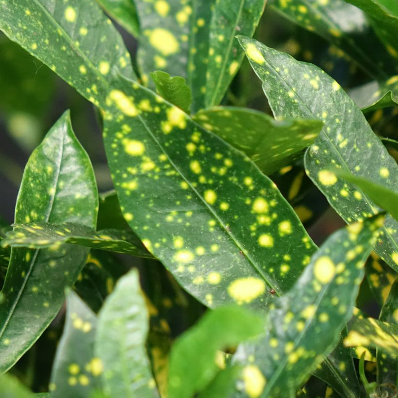 Croton Aucubaefolia - Codiaeum (Follaje)