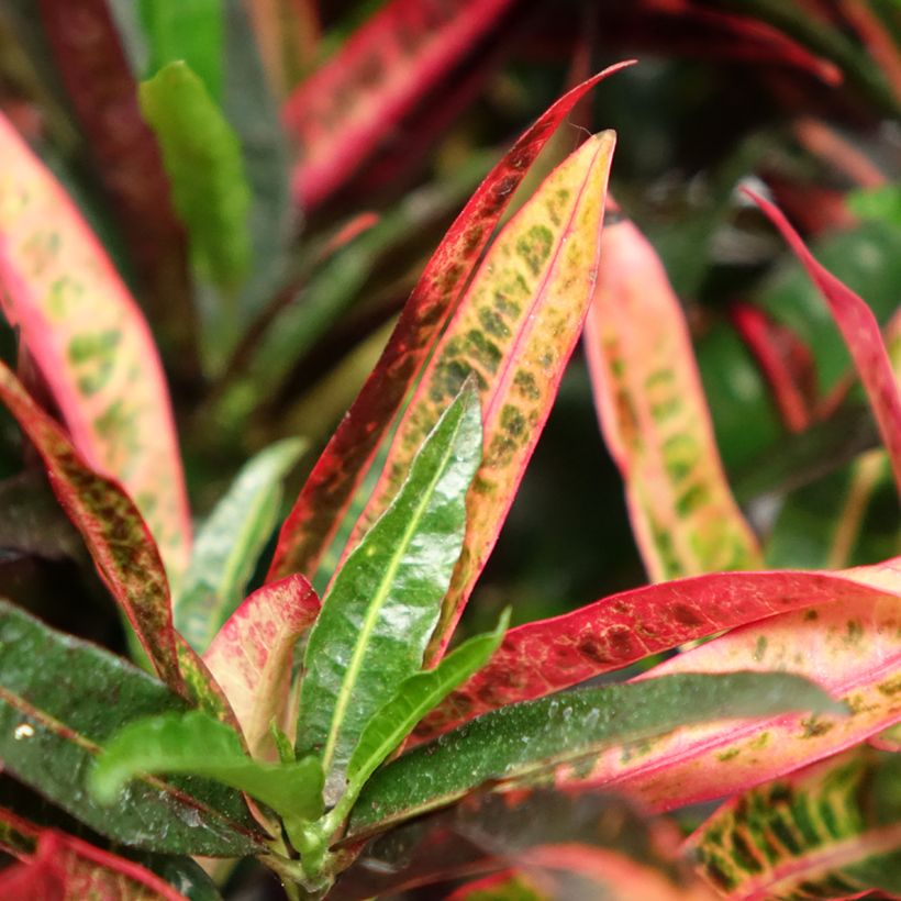 Croton variegatum Excurrens - Codiaeum (Follaje)