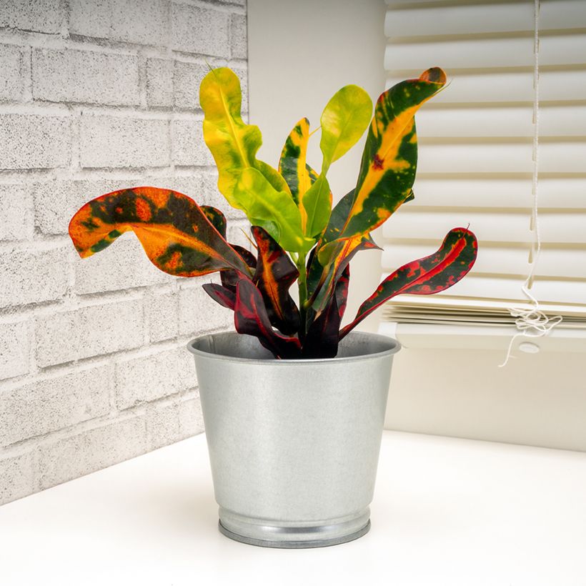 Croton Mammie - Codiaeum (Porte)