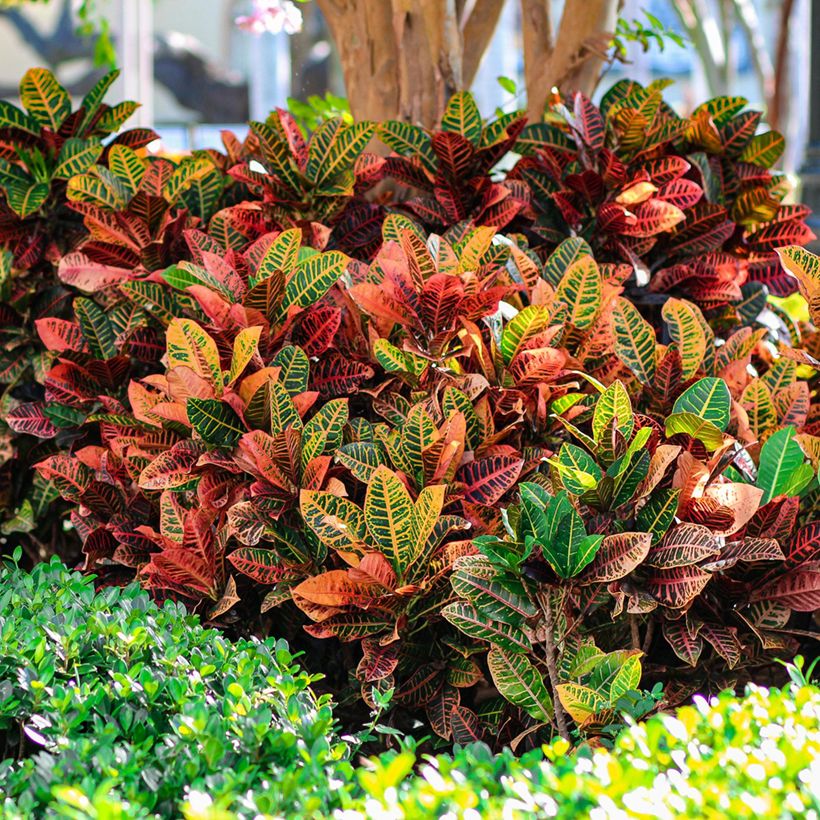 Croton Petra - Codiaeum (Porte)