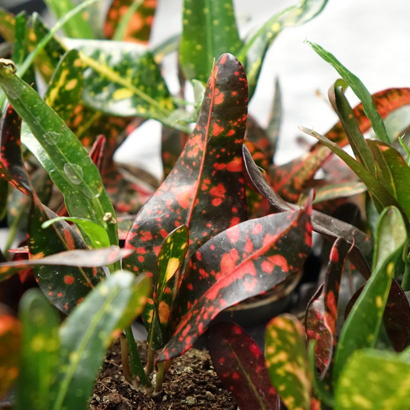 Croton Red Batik - Codiaeum (Follaje)