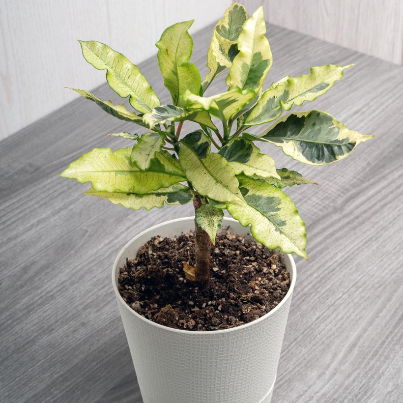Croton Tamara - Codiaeum arbustif (Porte)