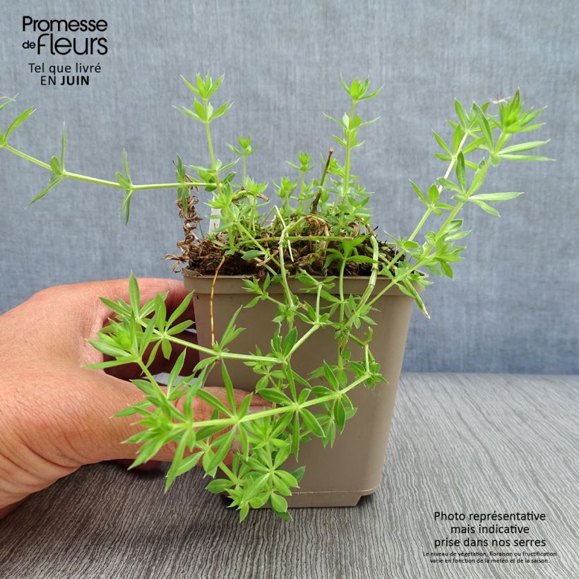 Ejemplar de Phuopsis stylosa - Crucianela Maceta de 8/9 cm entregado en verano