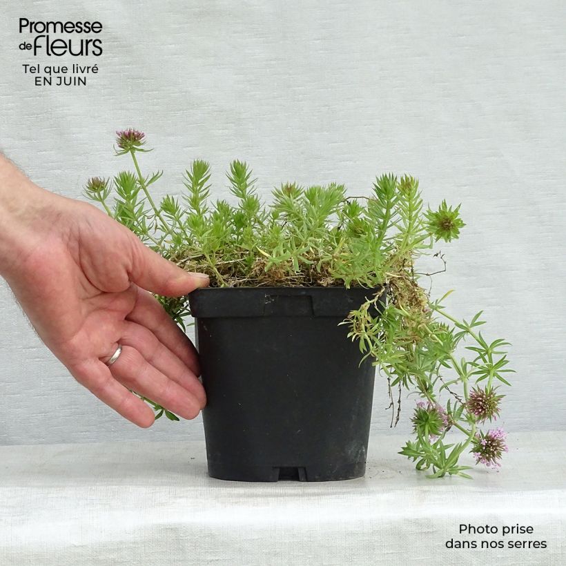 Ejemplar de Phuopsis stylosa - Crucianela Maceta 2L/3L entregado en verano