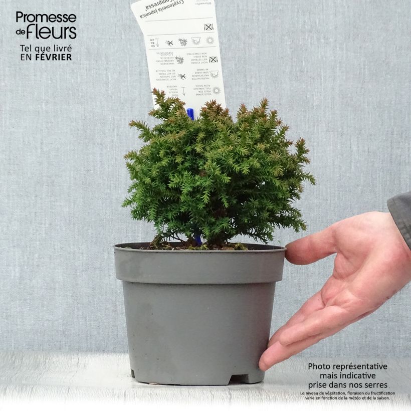 Sugi Compressa - Cryptomeria japonica Maceta 2L/3L Ejemplar entregado en invierno
