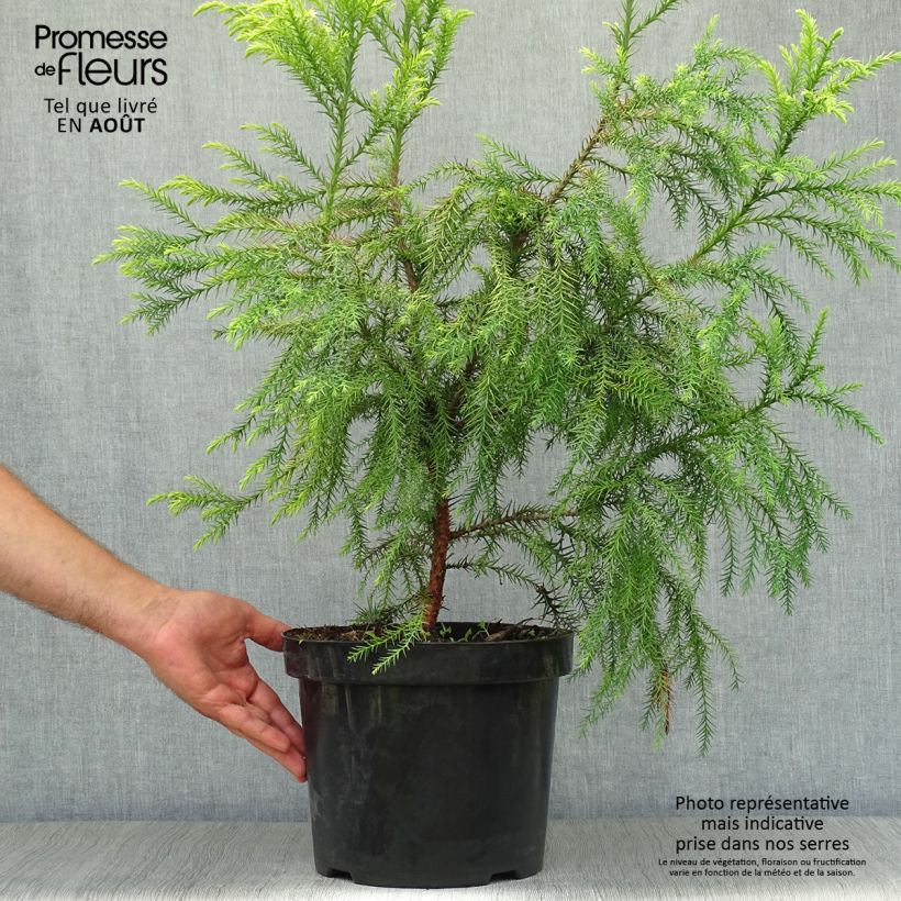 Ejemplar de Sugi Sekkan Sugi - Cryptomeria japonica Maceta 7,5L/10LAltura de entrega aprox. 80cm entregado en verano