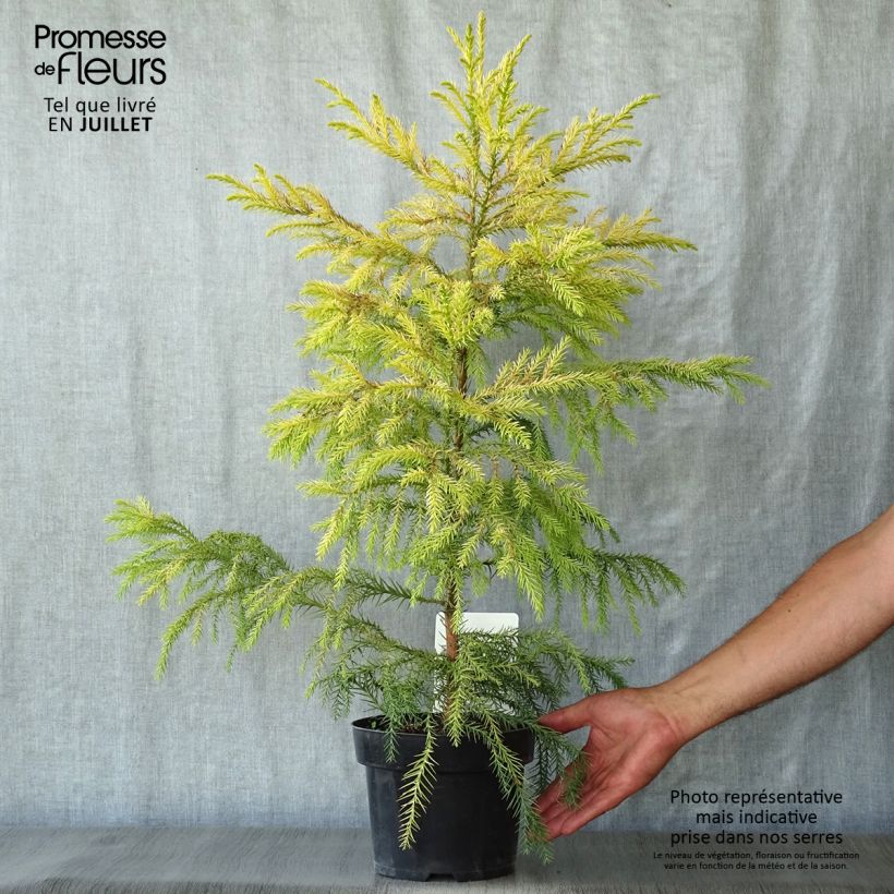 Ejemplar de Sugi Sekkan Sugi - Cryptomeria japonica Maceta 2L/3LAltura de entrega aprox. 30/40cm entregado en verano