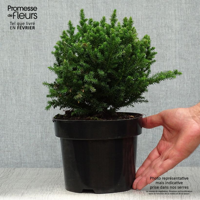 Ejemplar de Sugi Vilmoriniana - Cryptomeria japonica Maceta 2L/3L entregado en otoño
