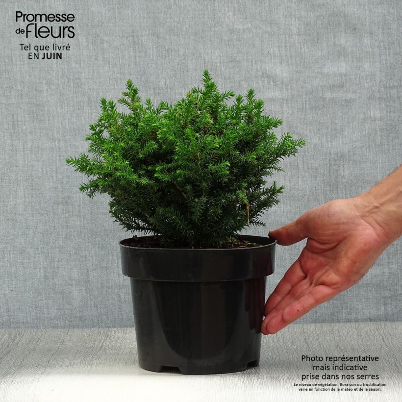 Ejemplar de Sugi Vilmoriniana - Cryptomeria japonica Maceta 2L/3LAltura de entrega aprox. 10/15cm entregado en verano