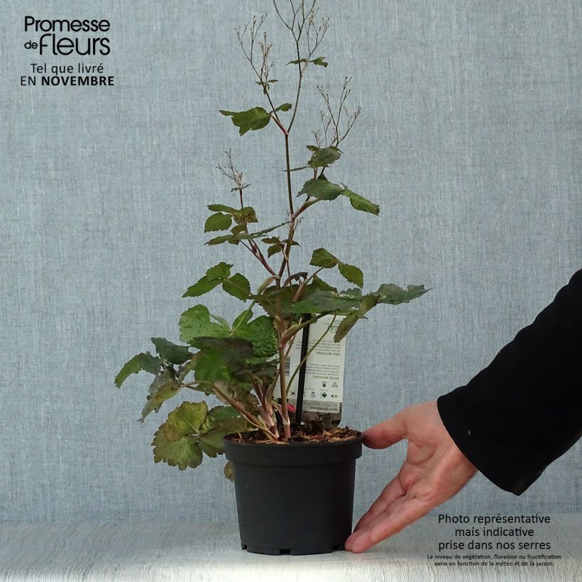 Ejemplar de Cryptotaenia japonica f. atropurpurea - Perejil japonés Maceta 1,5L/2L entregado en otoño