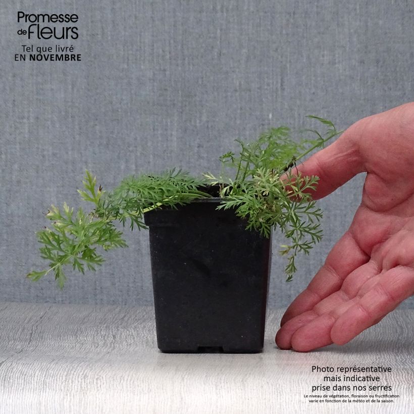Ejemplar de Alcaravea Bio - Carum carvi Maceta de 8/9 cm entregado en otoño