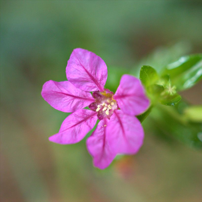 Cuphea hyssopifolia Purple - Cufea (Floración)
