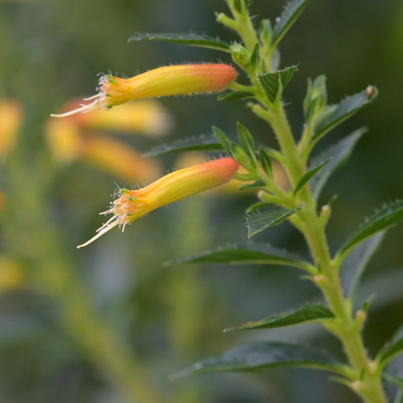 Cuphea micropetala - Cufea (Floración)